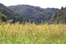 山間にある新庄地区・小石原さんの田地