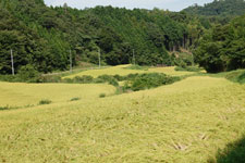 山裾から広がる、棚田。