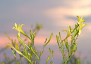 夕すげの花